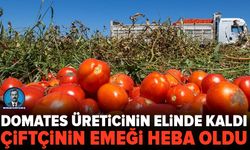 Bursa'da üreticinin domates isyanı: “Ürünler alınmıyor, bunun hesabını kim verecek?”