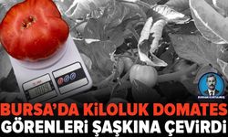 Bursa’da üreticinin yetiştirdiği domatesler görenleri şaşkına çevirdi