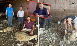 Milyonlarca liralık yapağı çöpe gidiyor: Bursa’dan fabrika çağrısı