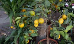 Limon neden ekşidir ve dilimiz bu tadı nasıl algılar?