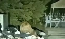 Uludağ’da aç kalan ayı işletmelerin arasına indi