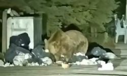 Bursa’da ayılar mahalleye kadar indi! Vatandaşlara tedbirli olun çağrısı