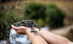 Doğanın sarı gelininde hasat başladı