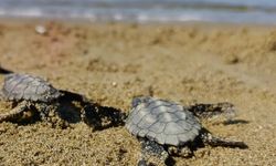 Yönlerini kaybeden caretta carettalar vatandaşlar sayesinde kurtarıldı