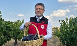 Türkiye’de üzüm üretiminde büyük artış: 3 milyon 850 bin ton bekleniyor