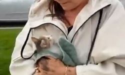Minik kedi yürekleri ağza getirdi