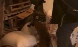 Bingöl'de uyuşturucu taciri tutuklandı