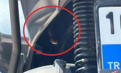 Bursa'da motosikletten çıkan yılan şoke etti