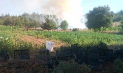 Bursa'da orman yangını: Havadan ve karadan müdahale başlatıldı