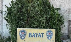 Çorum'da 46 kök Hint keneviri ele geçirildi: 1 tutuklama
