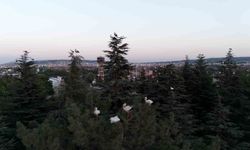 Göç yolculuğuna mola veren leylekler dron ile görüntülendi