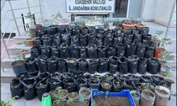 Jandarma saksılarda yetiştirilen 161 kök kenevir bitkisi ile esrar ele geçirdi