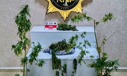 Kars'ta uyuşturucu operasyonu: Evden 272 gram esrar ve 6 kök Hint keneviri çıktı