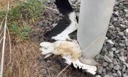 Kütahya'da çok sayıda leylek ölü bulundu