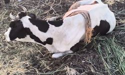 Reyhanlı'da bataklığa düşen büyükbaş hayvan kurtarıldı