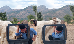 Elazığ'da fenomen çobanın keçiyle mücadelesi gülümsetti