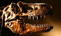 T-rex hakkında şaşırtan keşif: Vücut sıcaklığı insanlarla benzer çıktı
