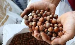 Fındık piyasasında dikkat çeken hamle: Ticaret Bakanlığı müfettiş görevlendirdi