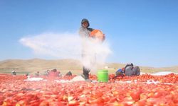 Elazığ’da güneşle hazırlanan domatesler dünya sofralarına ulaşıyor