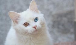 Van kedilerinin gözleri neden farklı? İşte şaşırtan genetik neden