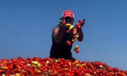 Karacabey'de üreticiyi endişelendiren tablo