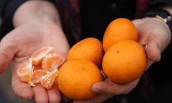 Mandalina tarlada 6 TL, pazarda 150 TL! Üretici de tüketici de mağdur