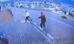 Bursa'da köpek dehşeti kamerada