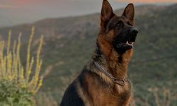 Bursa İznik’te kayıp Alman kurdu için ödül konuldu!