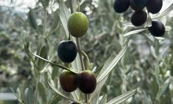 Bursa’da zeytin bereketi: 290 bin tonluk rekolte beklentisi