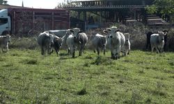 Bursa’da yerli boz ırkta dikkat çeken sonuç: 40’tan fazla buzağıda kayıp yok
