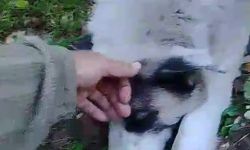 Bursa’da ormana kurulan tuzak can alıyordu: Köpek son anda kurtarıldı