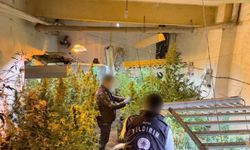 Bursa'da kasap dükkanını kenevir serasına çevirdi