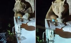 Uludağ’da aç kalan ayı çöp konteynerlerine yöneldi