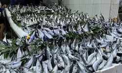 Palamut bolluğu balıkçıları zor durumda bıraktı: Avcılığa geçici ara çağrısı