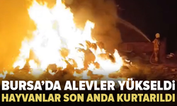 Bursa'da yangın paniği: Hayvanlar son anda kurtarıldı