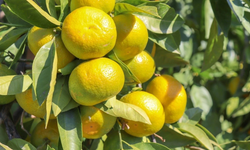 Satsuma sezonu başlarken ihracatta iki kritik sorun