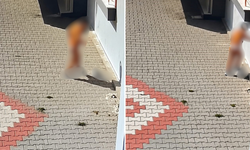 Kediye işkence görüntüleri tepki çekti! Yaralı hayvanın durumu ağır
