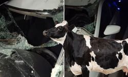Yola çıkan inek kazaya neden oldu: Bebek de yaralandı!