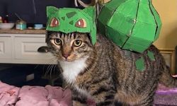 Pokémon kostümlü kedi Leo sosyal medyayı salladı