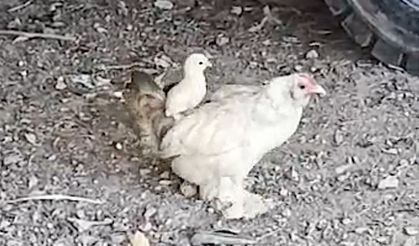 Bursa'da civcivin anne sırtındaki gezintisi gülümsetti