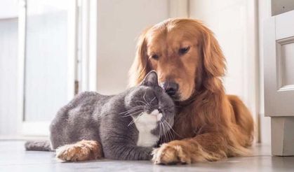 Kediler mi daha temizdir, köpekler mi? İşte hijyen konusunda öne çıkan farklar