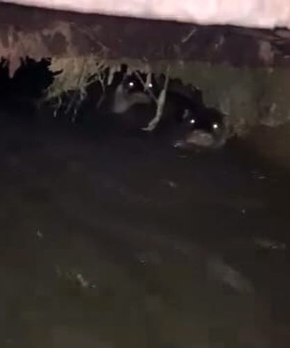 Bursa'da su samurları sulama kanalında görüntülendi