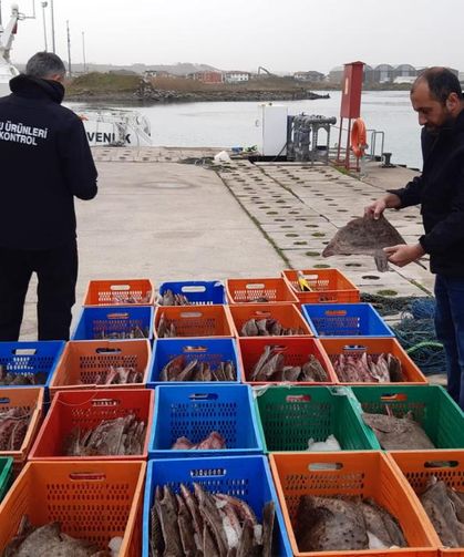 Kaçak avlanan 850 kilo kalkan balığına el konuldu