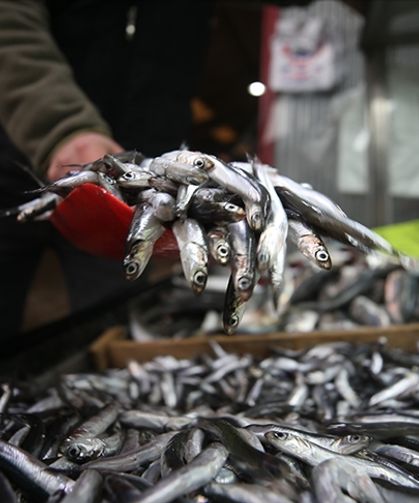 Hamsi tezgahlardaki tahtına yeniden oturdu