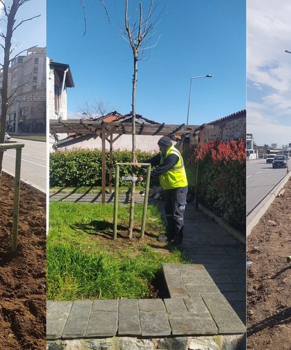 Bursa’nın 700 yıllık mirası 700 çınarla kök salıyor