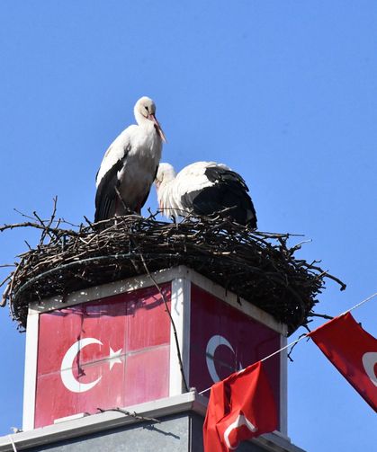 Yuva yapacak alan bulamayan leylekler yeniden İznik’te