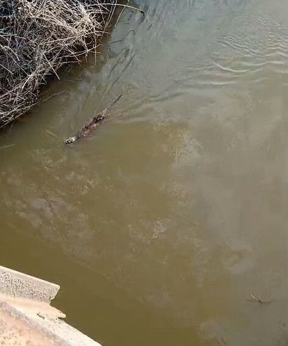 Bursa'da deredeki su samuru şaşırttı