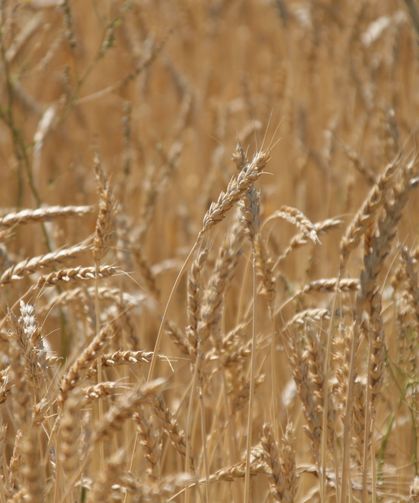 Dünya hububat üretiminde bir ilk gerçekleşecek