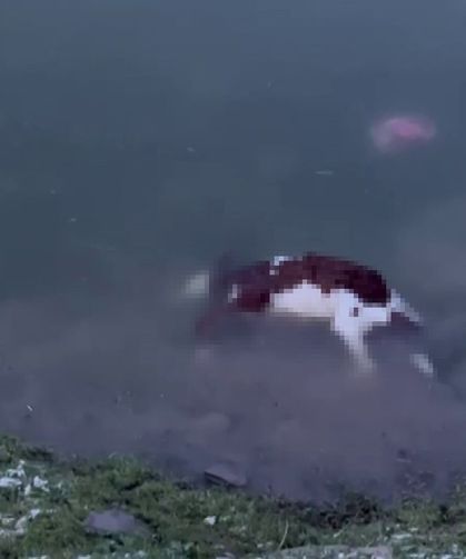 Baraj taştı, sular köye ulaştı, suya düşen buzağı kurtarılamadı