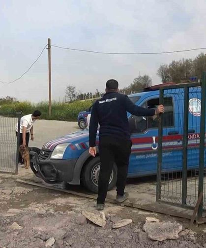 Barınakta köpek ölümleriyle ilgili soruşturma